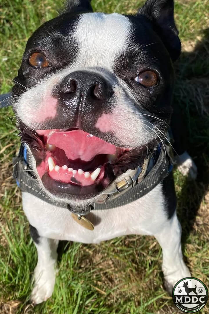 Marie's Doggy Day Care