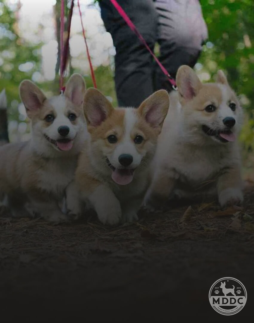 Marie's Doggy Day Care