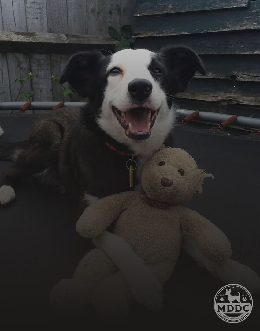 Marie's Doggy Day Care