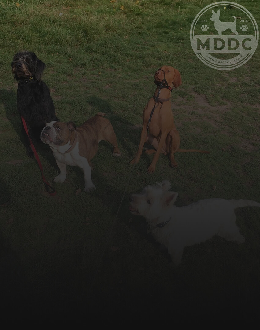 Marie's Doggy Day Care