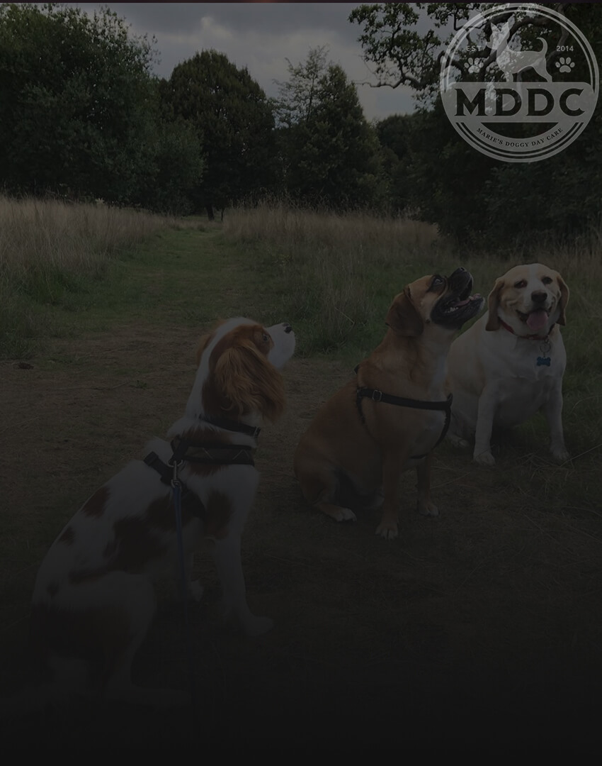Marie's Doggy Day Care