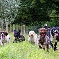 Marie's Doggy Day Care