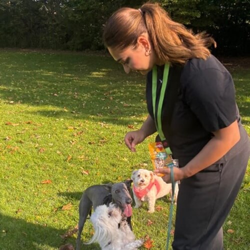 Dog Walking Images