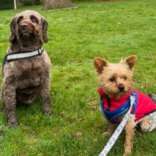 Dog Walking Images