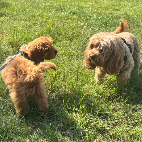 Dog Walking Images