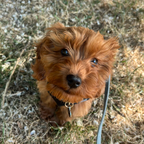 Dog Walking Images