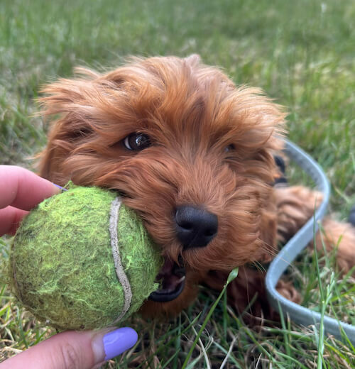 Dog Walking Images
