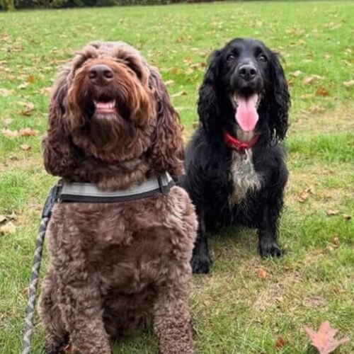 Dog Walking Images
