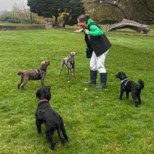 Dog Walking Images