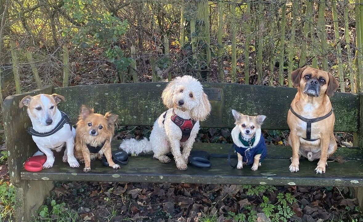 Marie's Doggy Day Care
