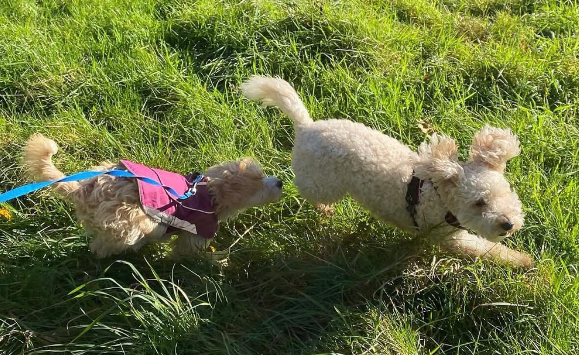 Marie's Doggy Day Care