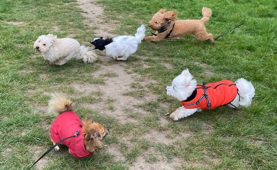 Marie's Doggy Day Care