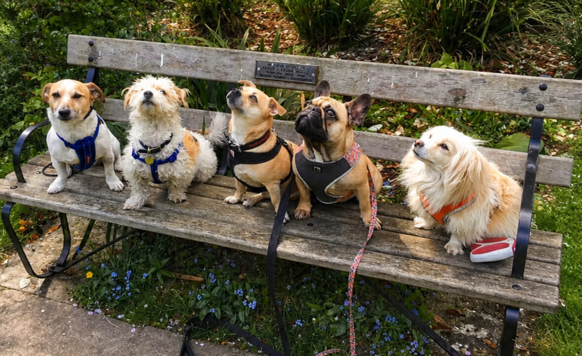 Marie's Doggy Day Care
