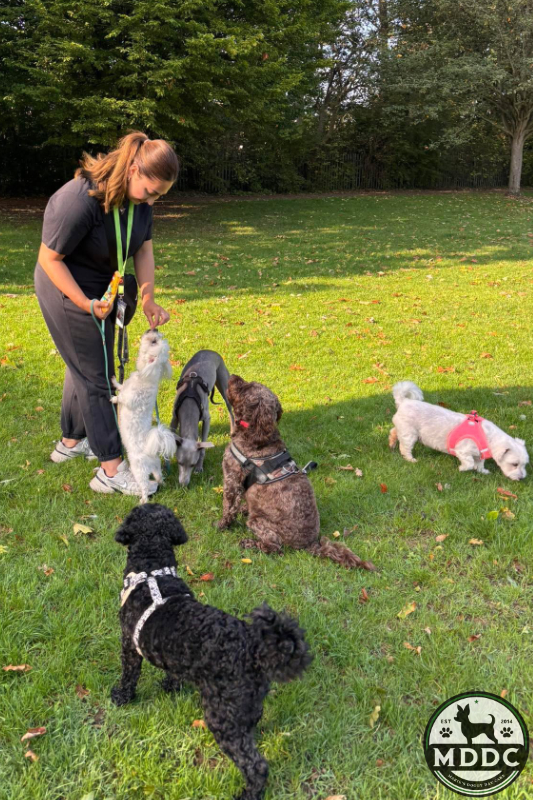 Marie's Doggy Day Care