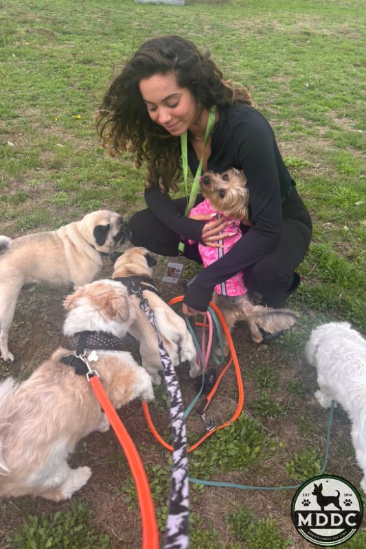 Marie's Doggy Day Care