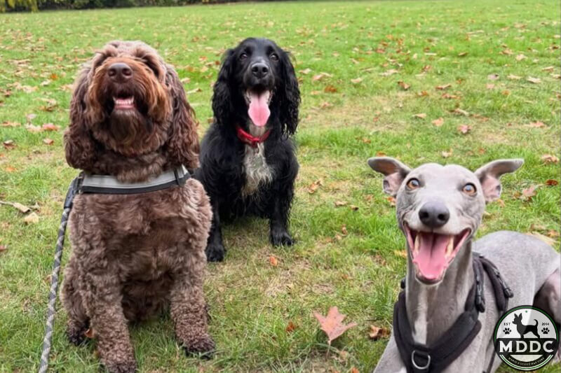 Marie's Doggy Day Care