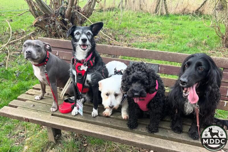 Marie's Doggy Day Care
