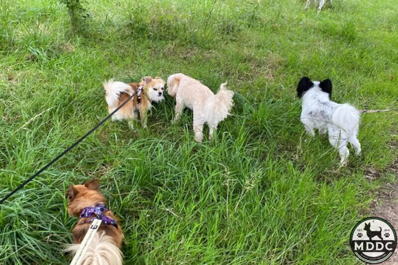 Marie's Doggy Day Care