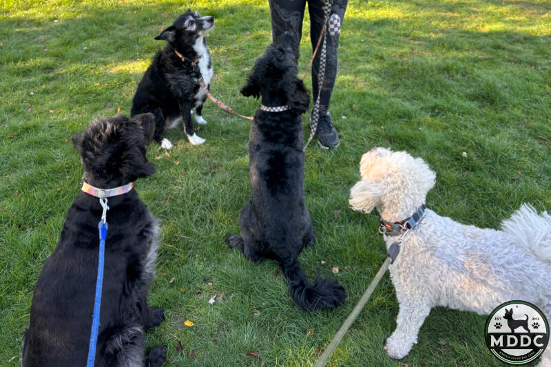 Marie's Doggy Day Care