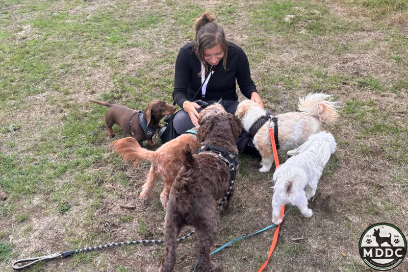 Marie's Doggy Day Care
