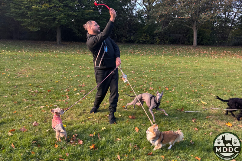 Marie's Doggy Day Care