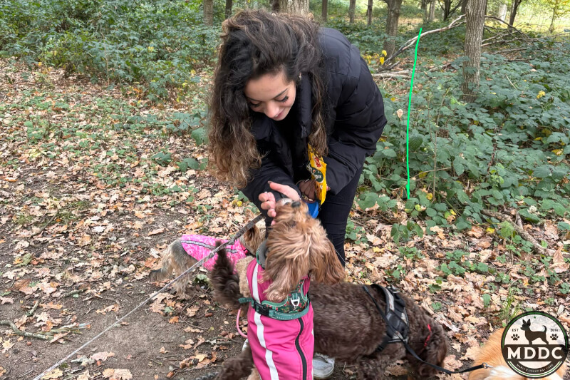 Marie's Doggy Day Care
