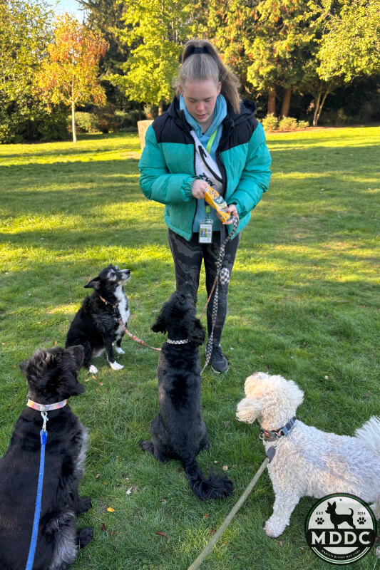 Marie's Doggy Day Care