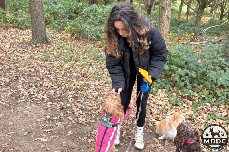Marie's Doggy Day Care