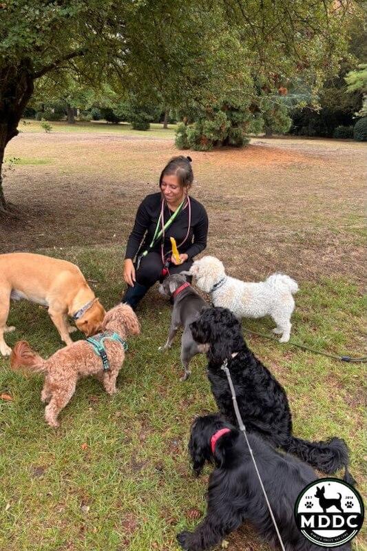 Marie's Doggy Day Care