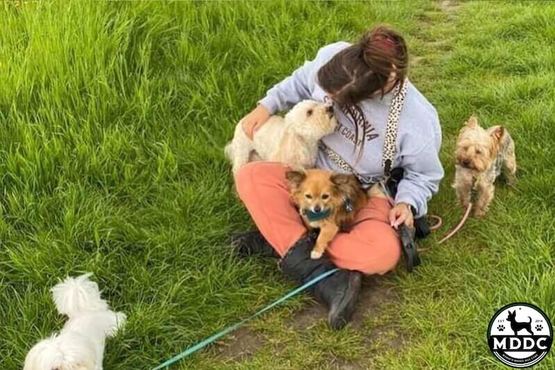 Marie's Doggy Day Care