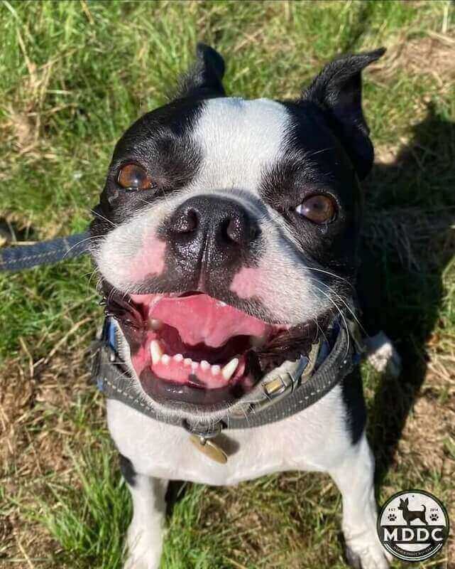 Marie's Doggy Day Care
