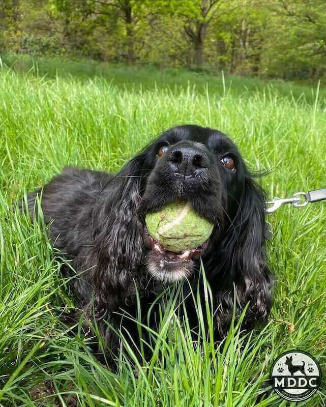 Marie's Doggy Day Care