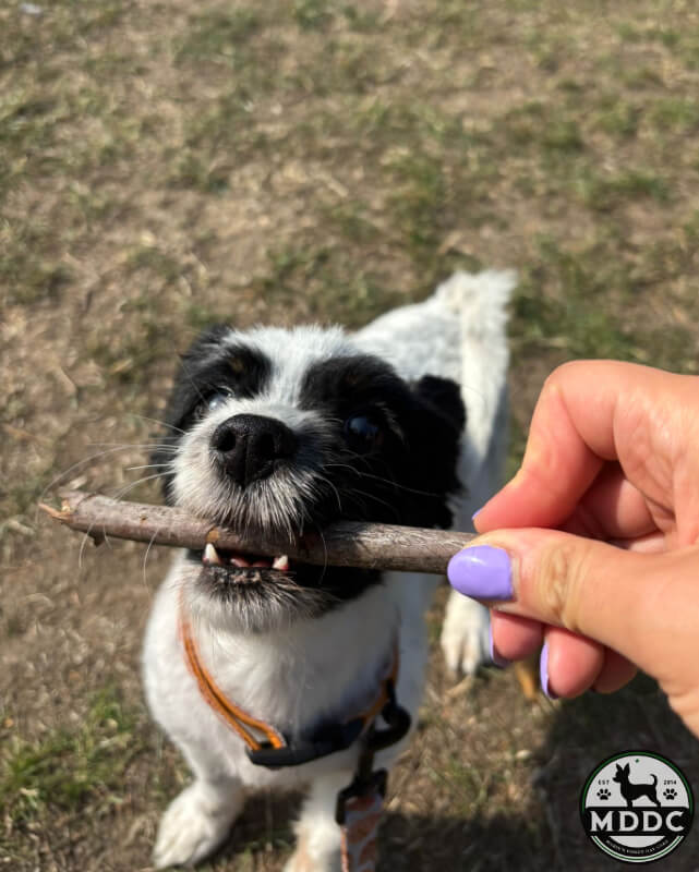 Marie's Doggy Day Care
