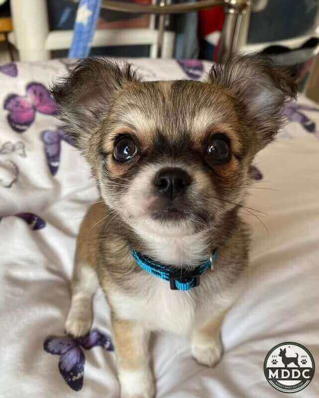 Marie's Doggy Day Care