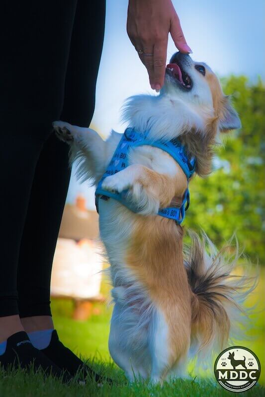 Marie's Doggy Day Care