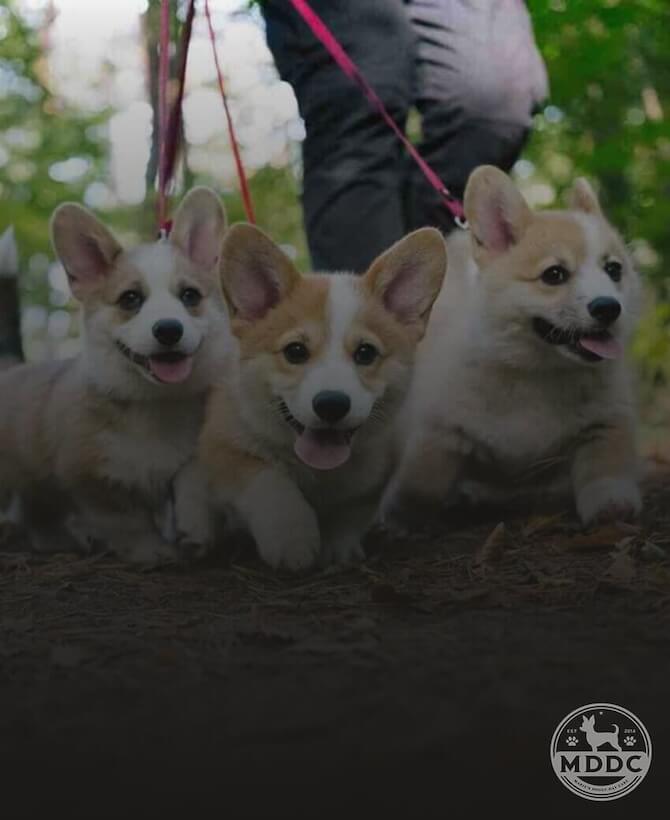 Marie's Doggy Day Care