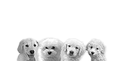 Marie's Doggy Day Care