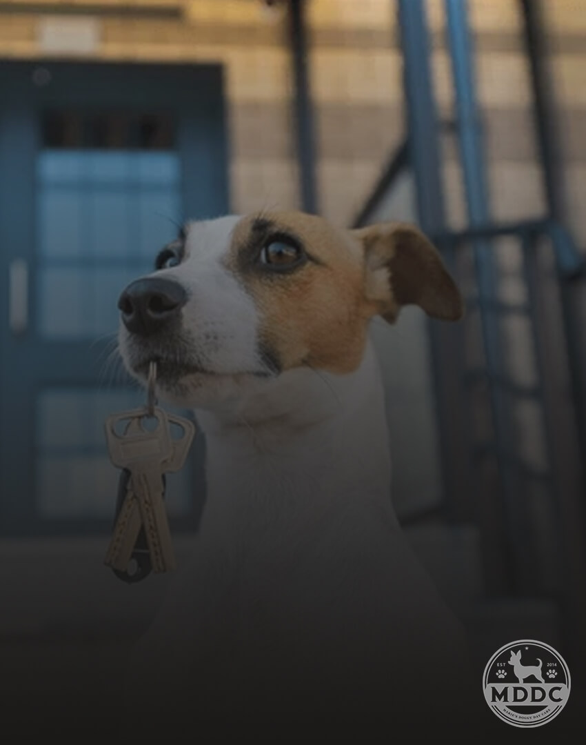 Marie's Doggy Day Care