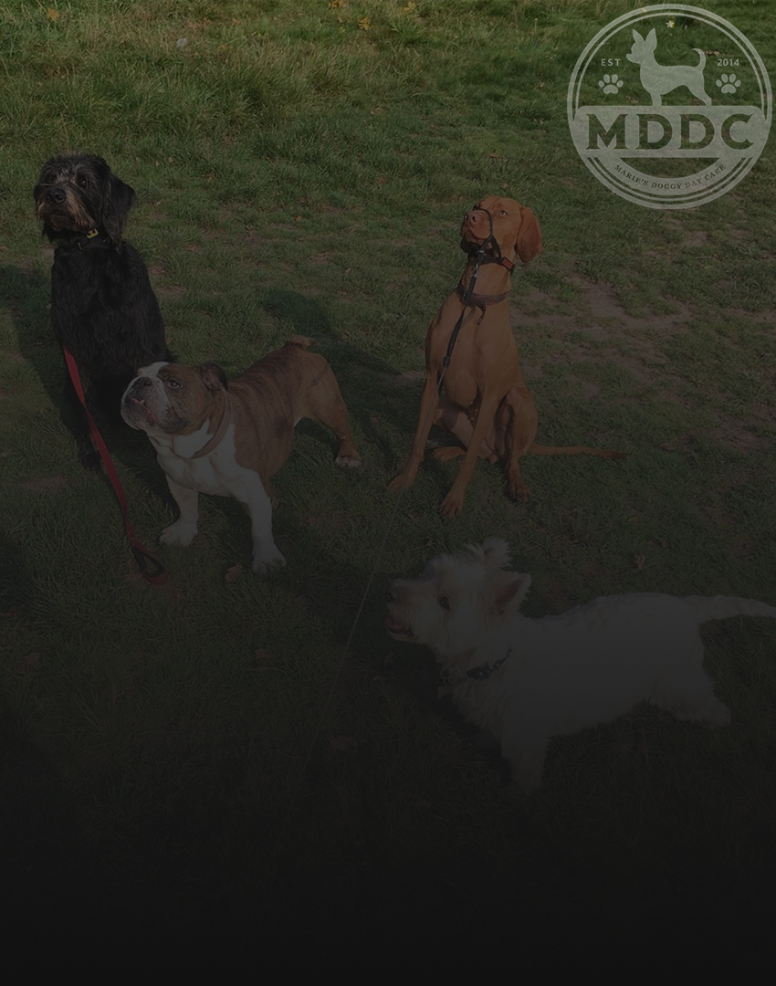 Marie's Doggy Day Care