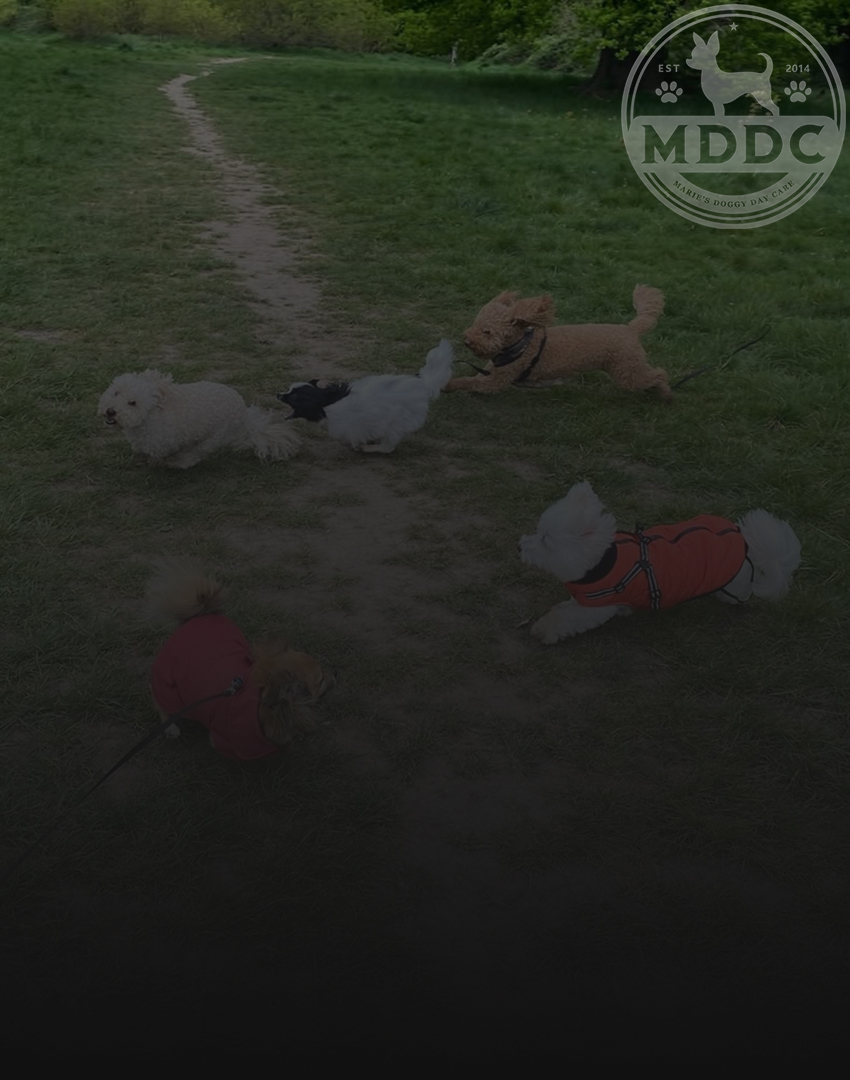 Marie's Doggy Day Care